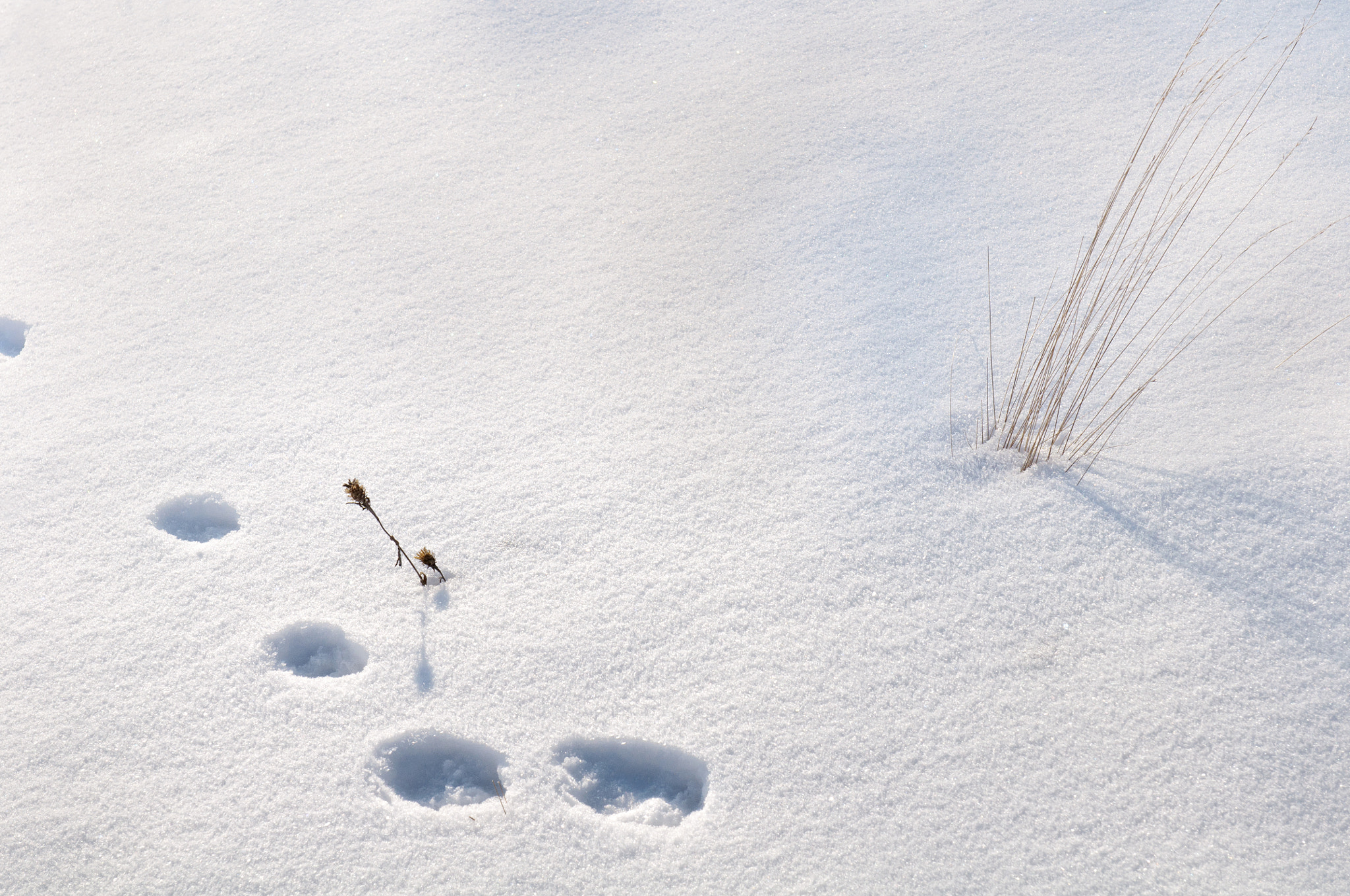 Nikon AF-S Nikkor 24-70mm F2.8G ED sample photo. Rabbit tracks photography