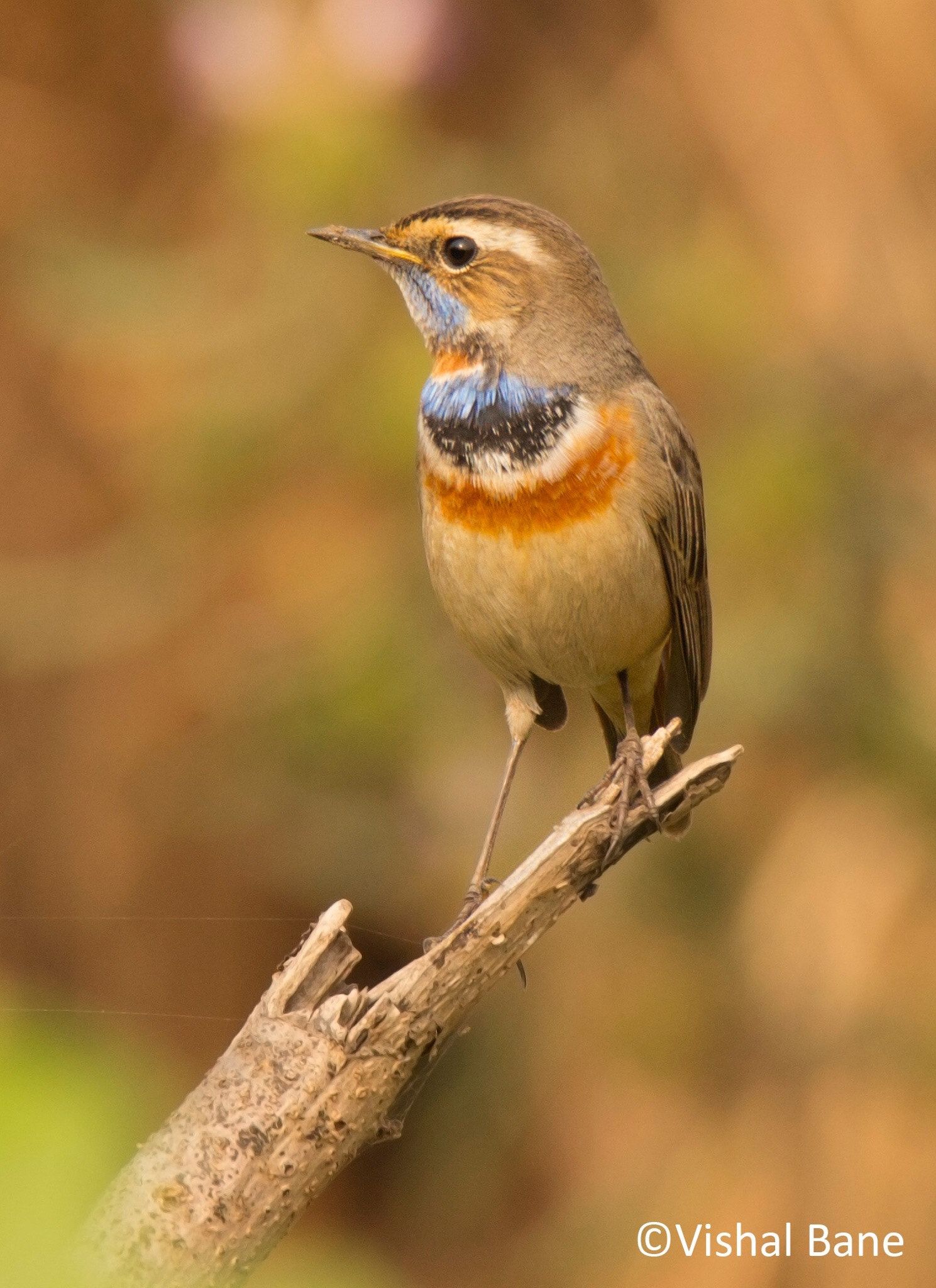 Tamron SP 150-600mm F5-6.3 Di VC USD sample photo. The little migrant - bluethroat photography