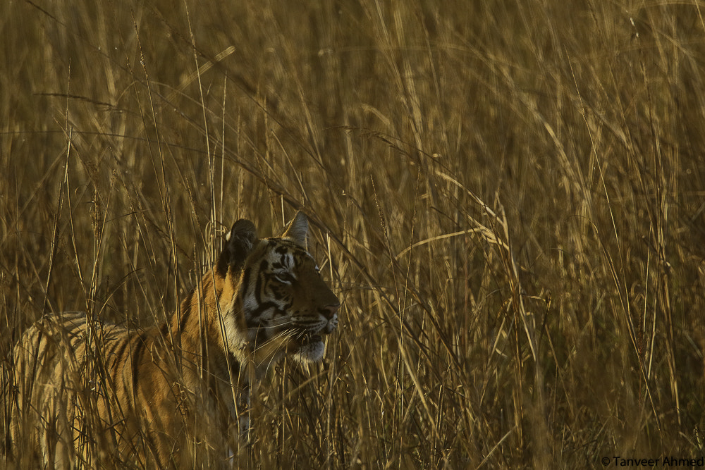 Canon EF 400mm F2.8L IS II USM sample photo. Future queen of telia, tadoba photography