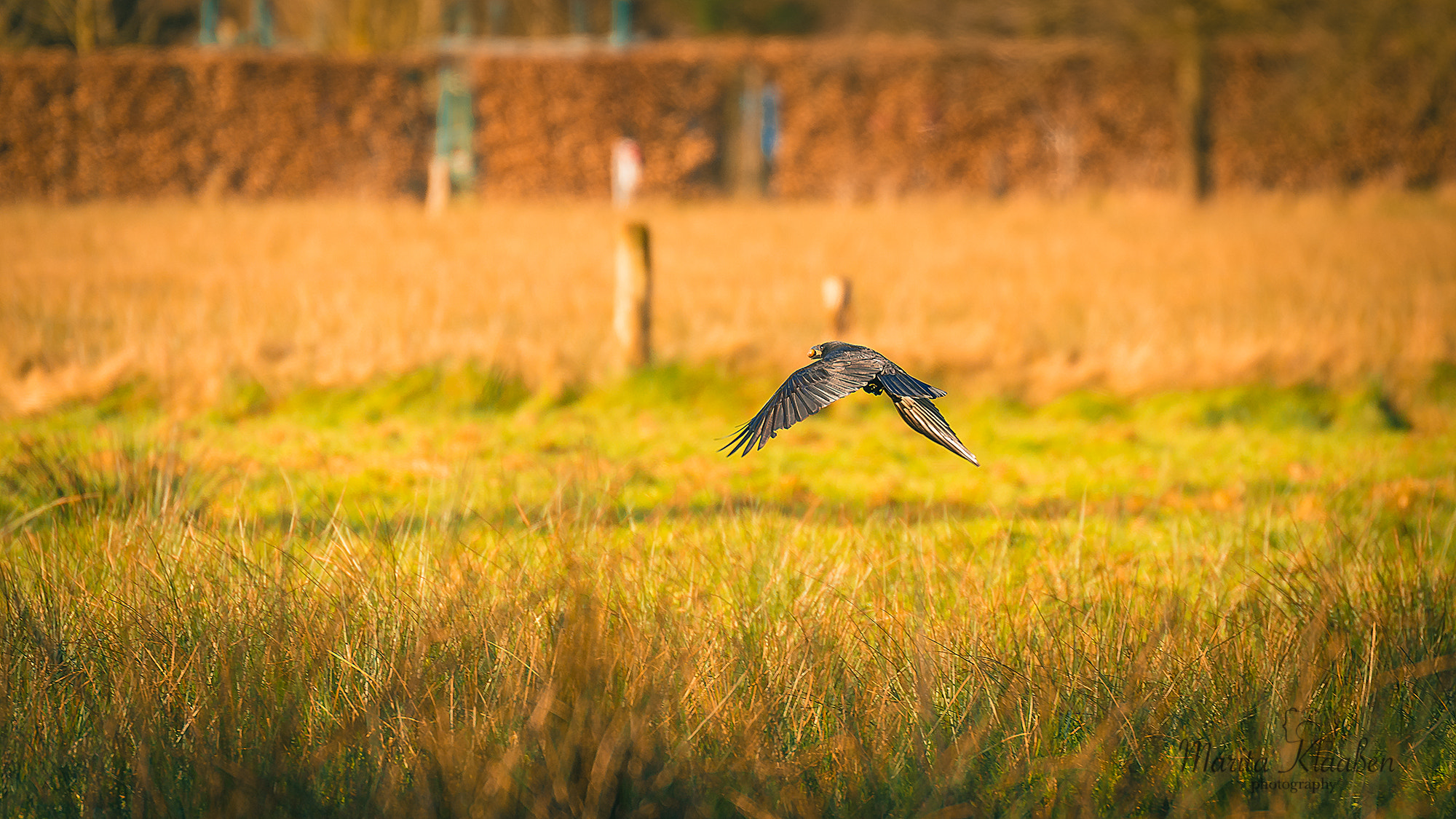 Nikon AF-S Nikkor 70-200mm F2.8G ED VR II sample photo. Crow photography
