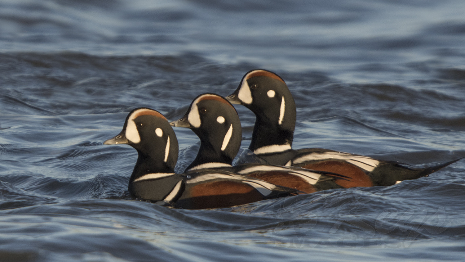 Sigma 500mm F4.5 EX DG HSM sample photo. In a row (harlequin ducks) photography