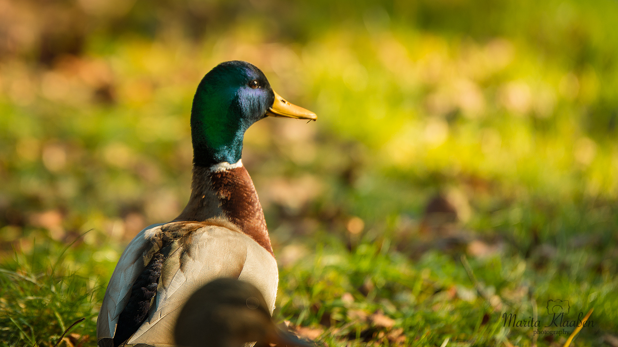 Nikon AF-S Nikkor 70-200mm F2.8G ED VR II sample photo. Duck photography