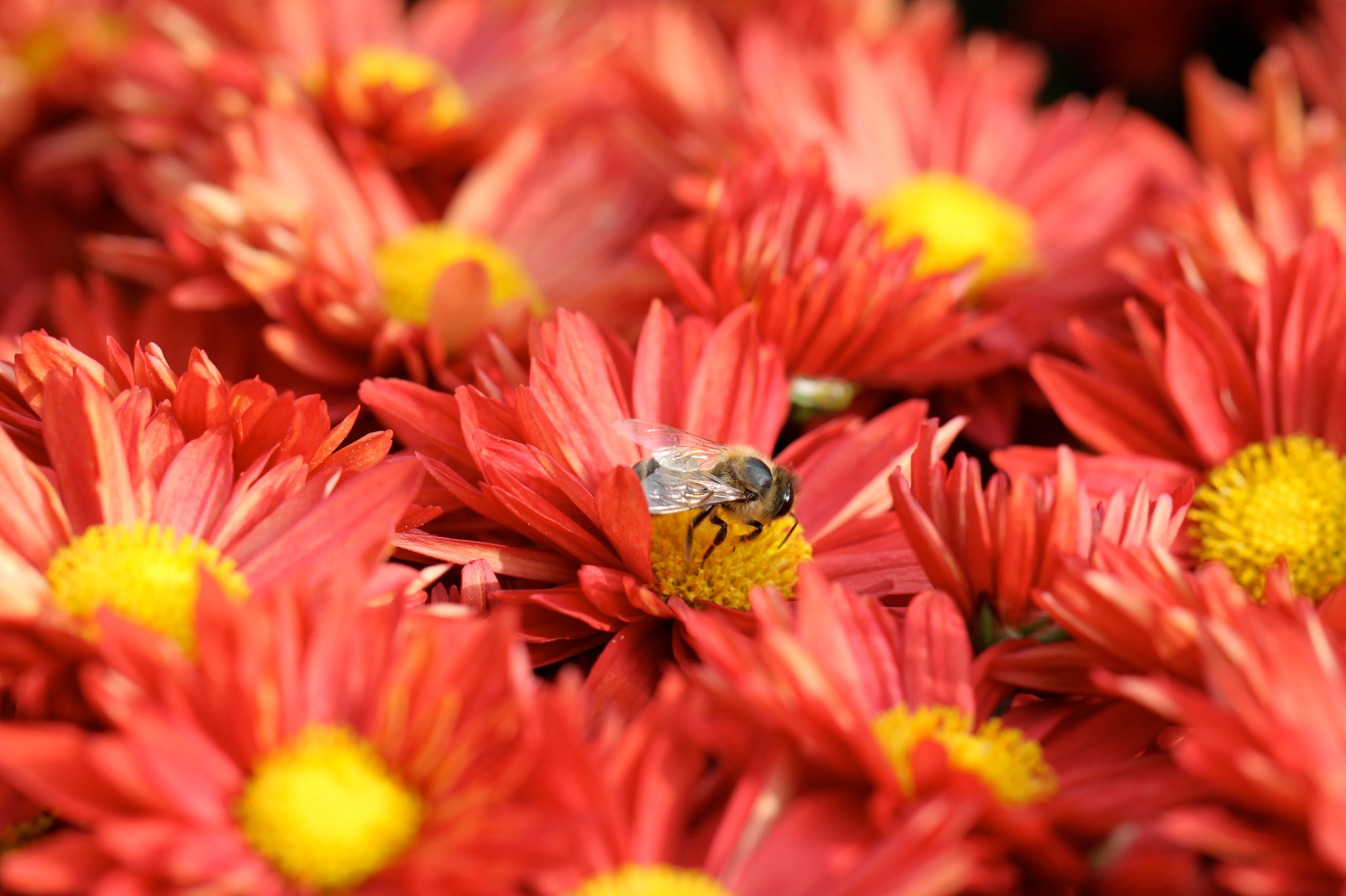 Canon EF 100mm F2.8L Macro IS USM sample photo. Img photography