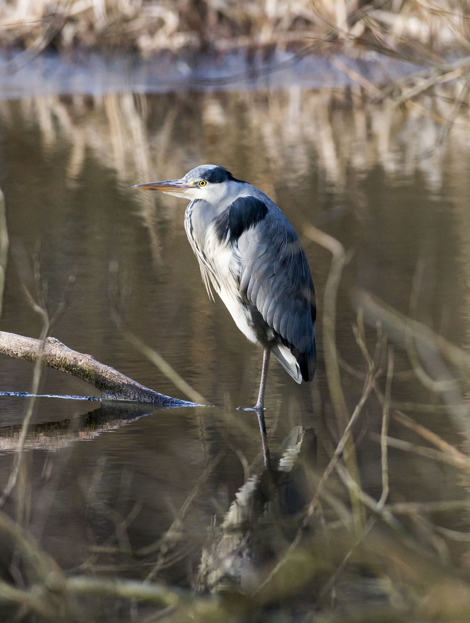 Canon EOS 6D + Canon EF 400mm F5.6L USM sample photo. Resting photography