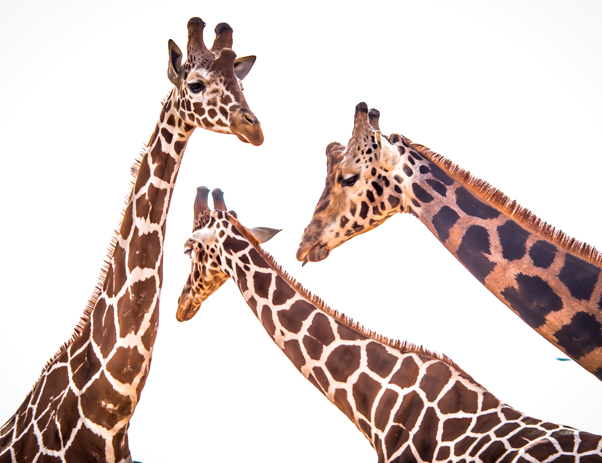 Nikon D800 + AF DC-Nikkor 135mm f/2D sample photo. 3 giraffes photography