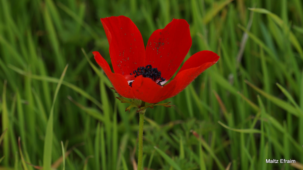 Sony Alpha NEX-F3 sample photo. Dsc photography