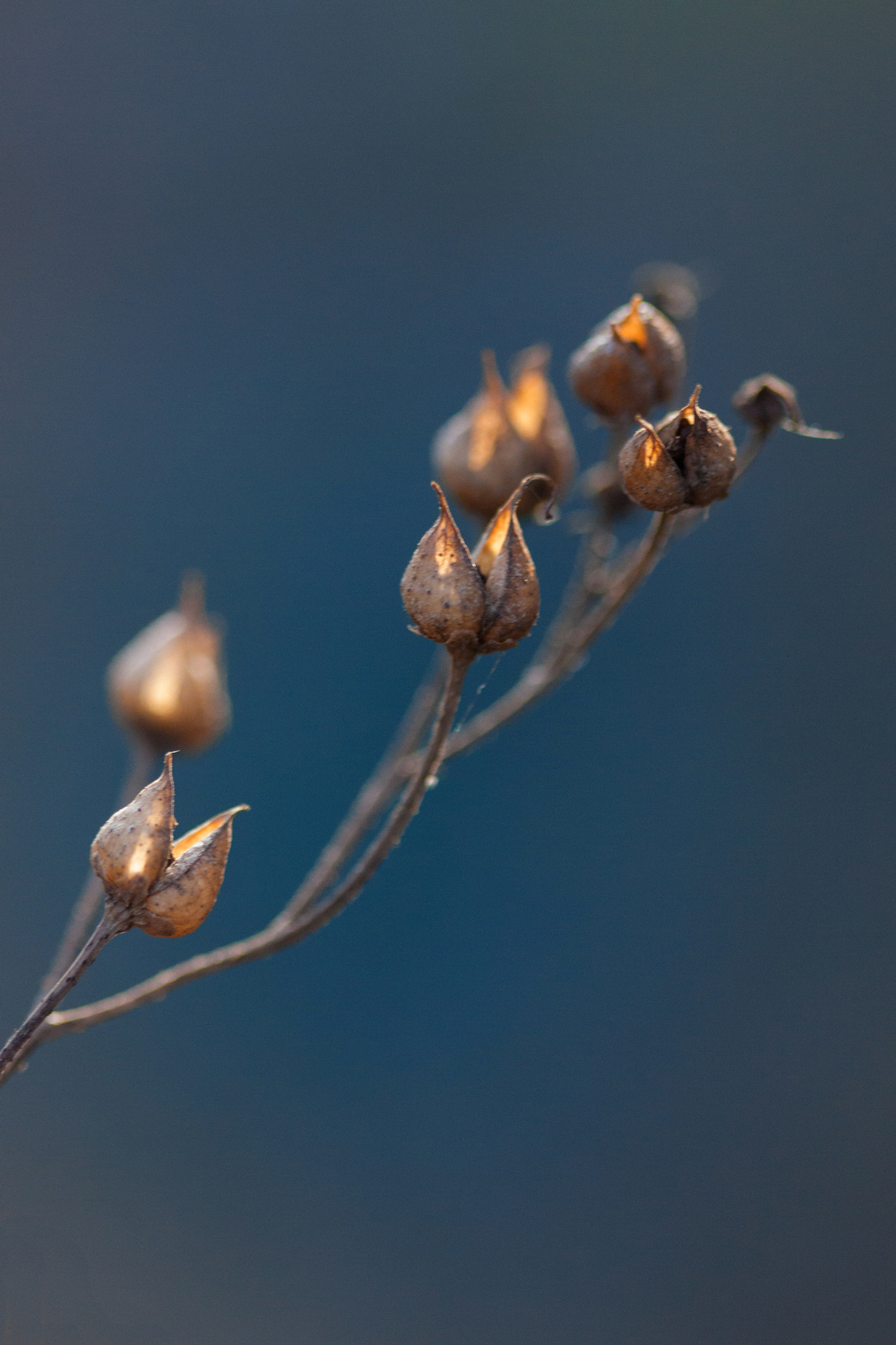 Canon EF 100mm F2.8 Macro USM sample photo. Becs ouverts (open beaks) photography