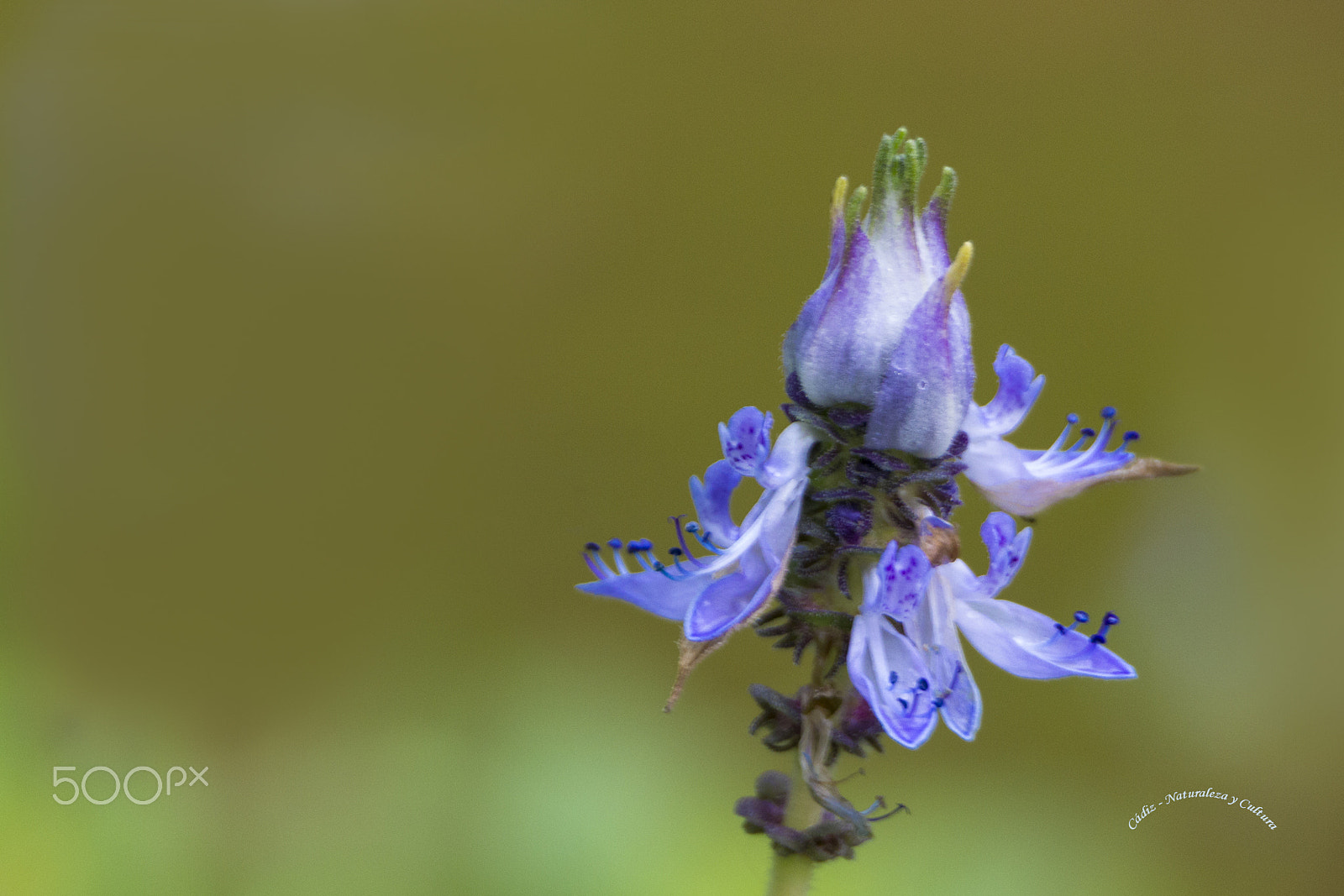 Tamron SP 150-600mm F5-6.3 Di VC USD sample photo. Abrazame !!!! photography