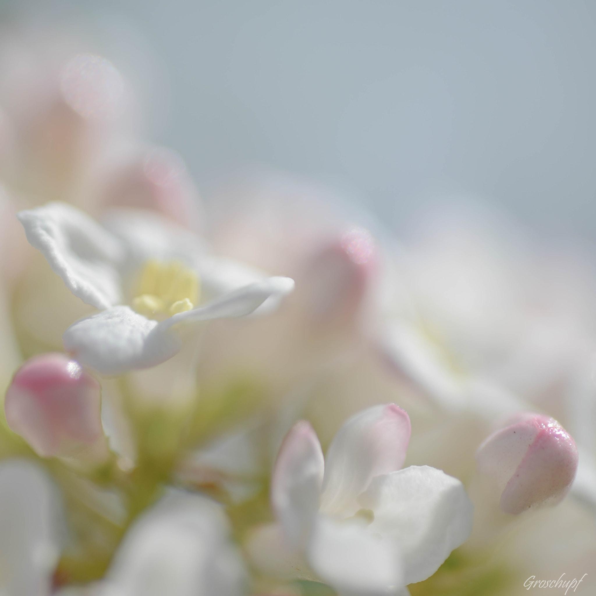 AF Micro-Nikkor 60mm f/2.8 sample photo. Viburnum photography