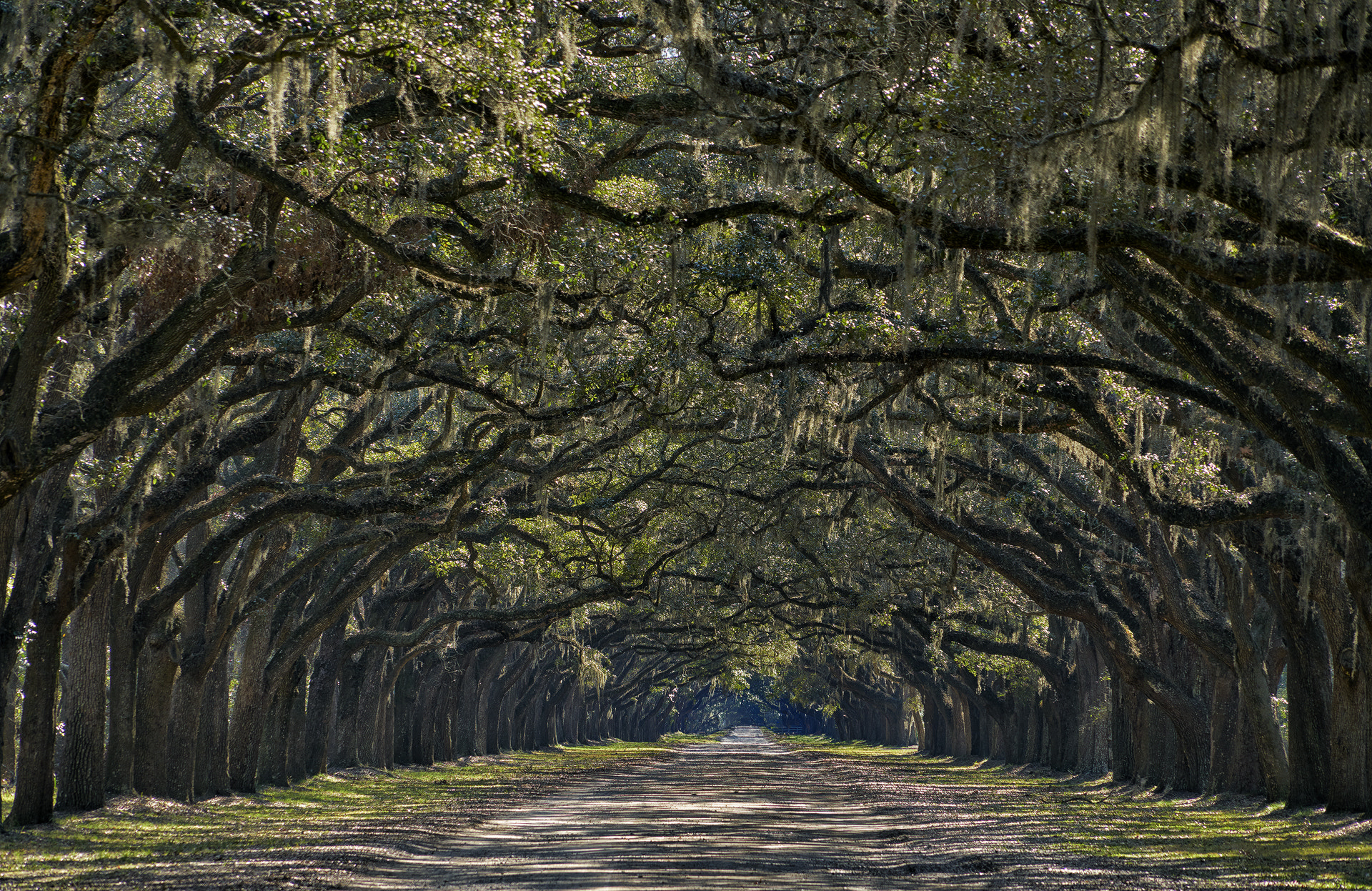 Sony a7R II sample photo. Wormsloe oak road photography