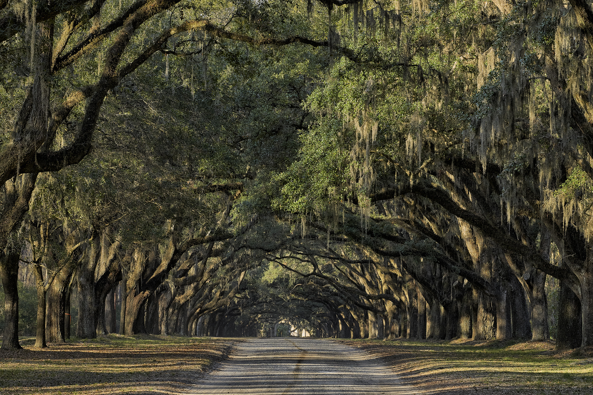 Sony a7R II + 70-300mm F4-5.6 G SSM OSS sample photo. Wormsloe oak road #2 photography