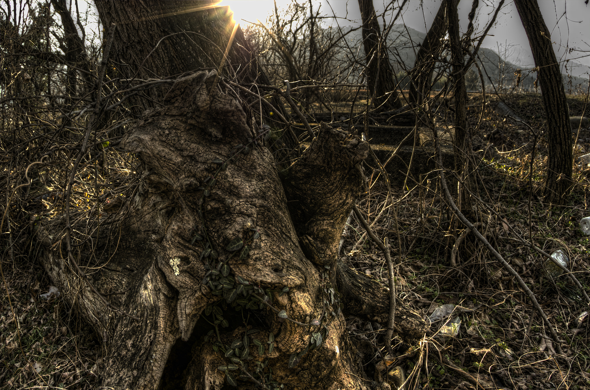 Pentax K-5 sample photo. Strange tree alive photography