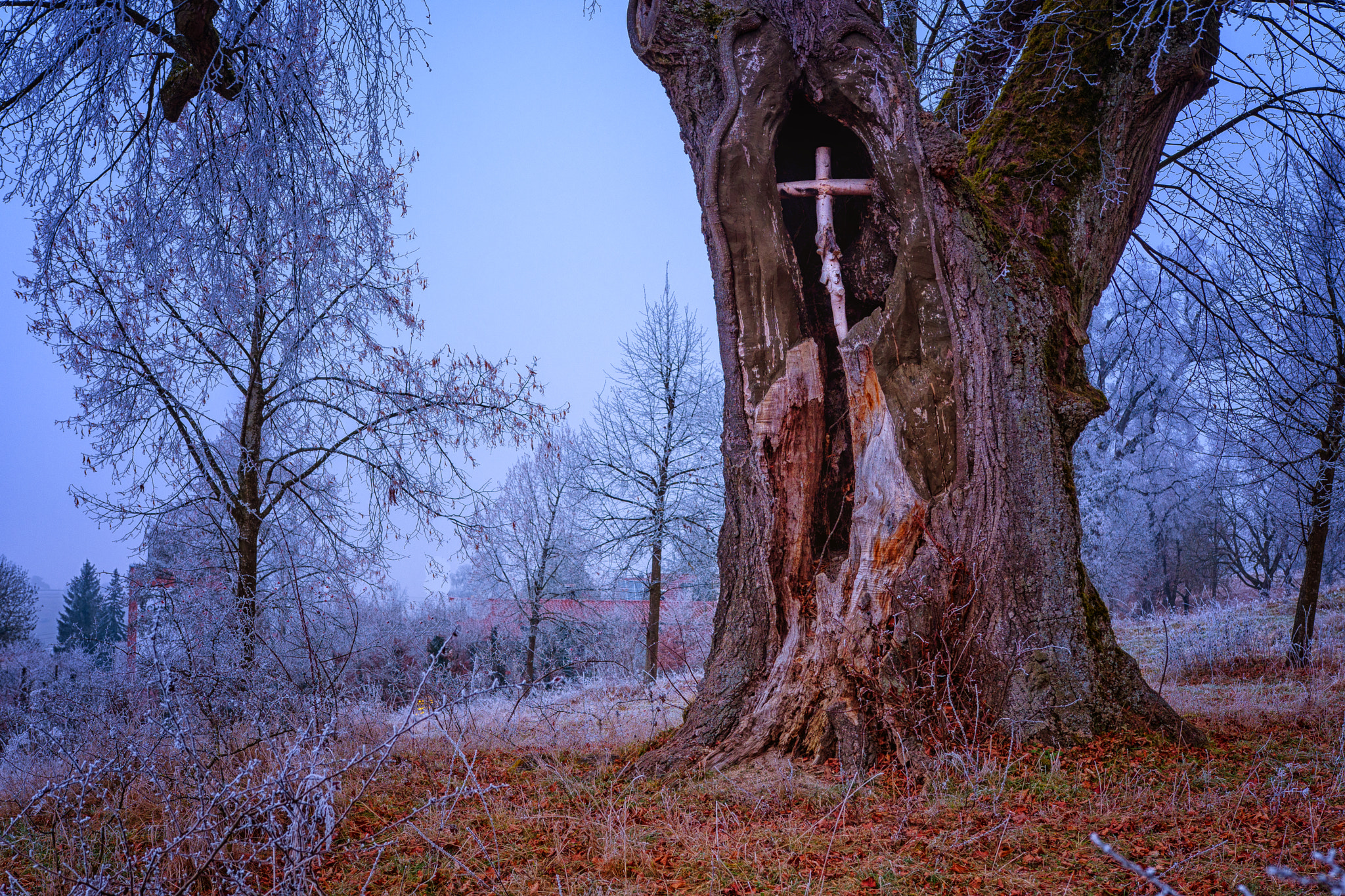 Nikon D500 + Sigma 18-35mm F1.8 DC HSM Art sample photo. Kreuz im baum photography