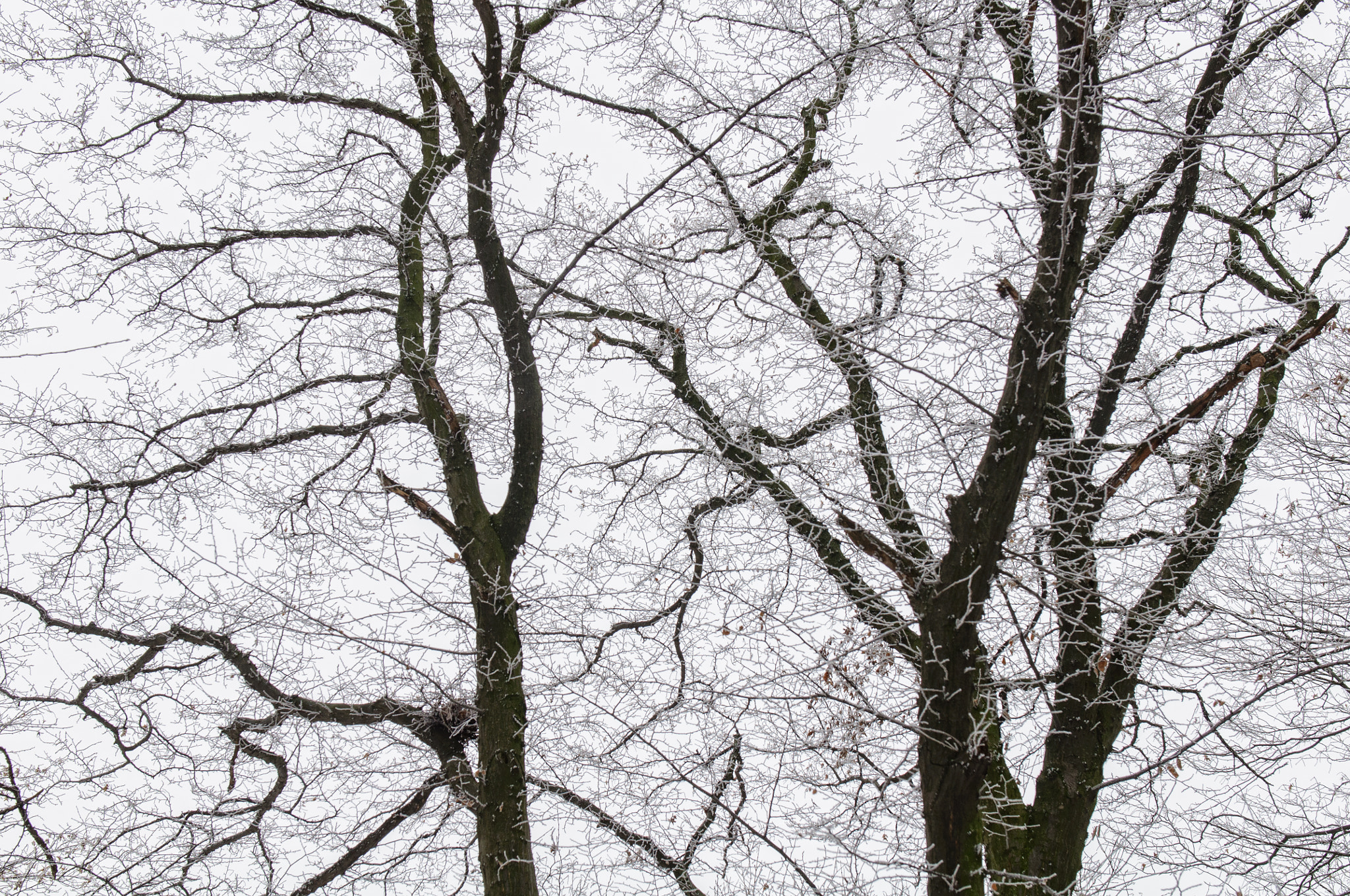 Nikon AF-S Nikkor 24-70mm F2.8G ED sample photo. Winter forest photography