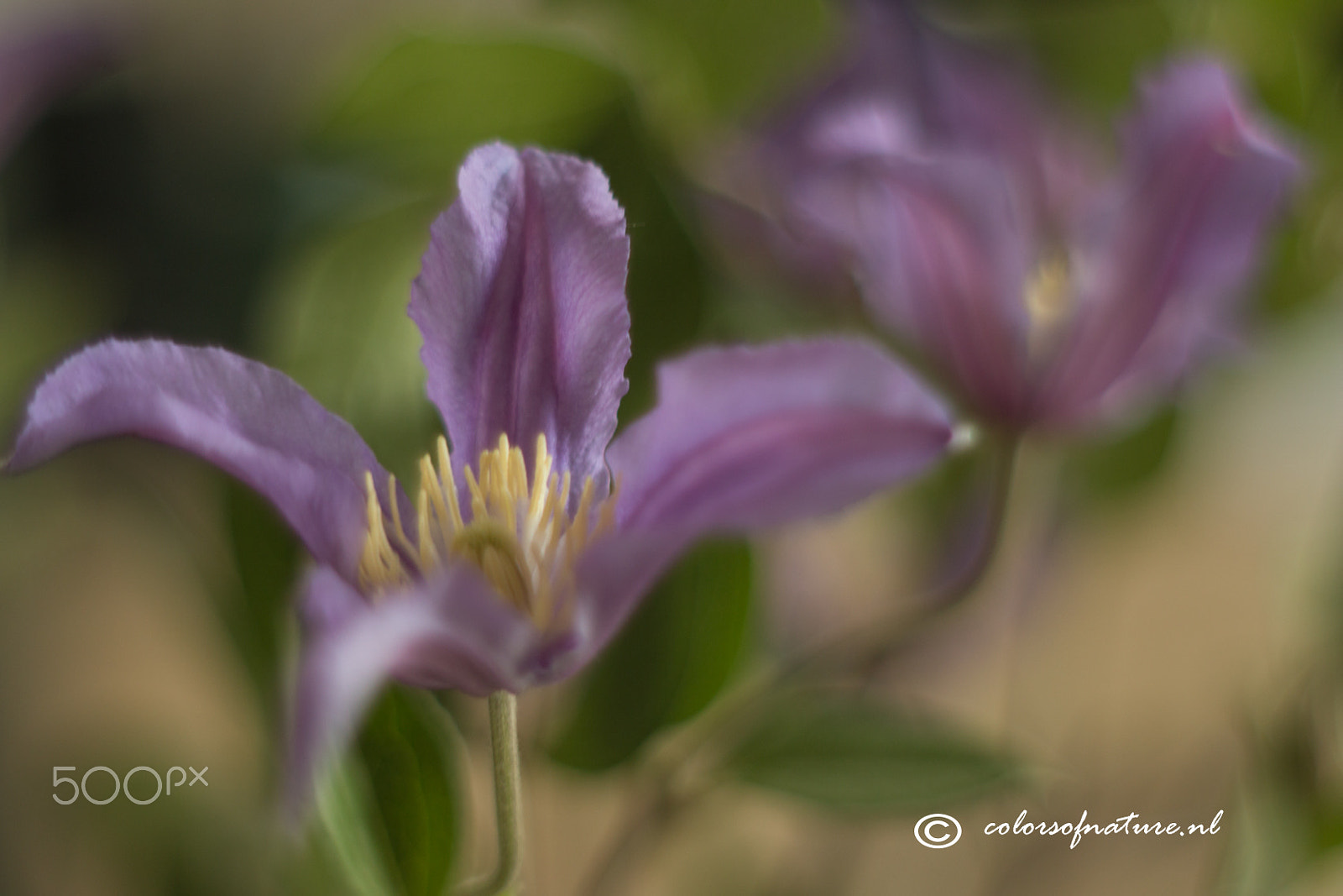 Canon EOS 70D + Canon EF 35-80mm f/4-5.6 sample photo. Clematis photography