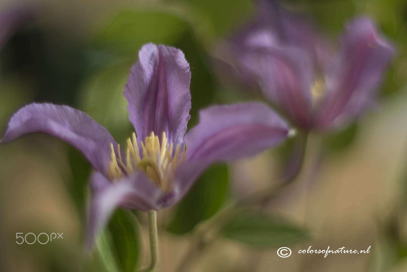 Canon EF 35-80mm f/4-5.6 sample photo. Clematis photography
