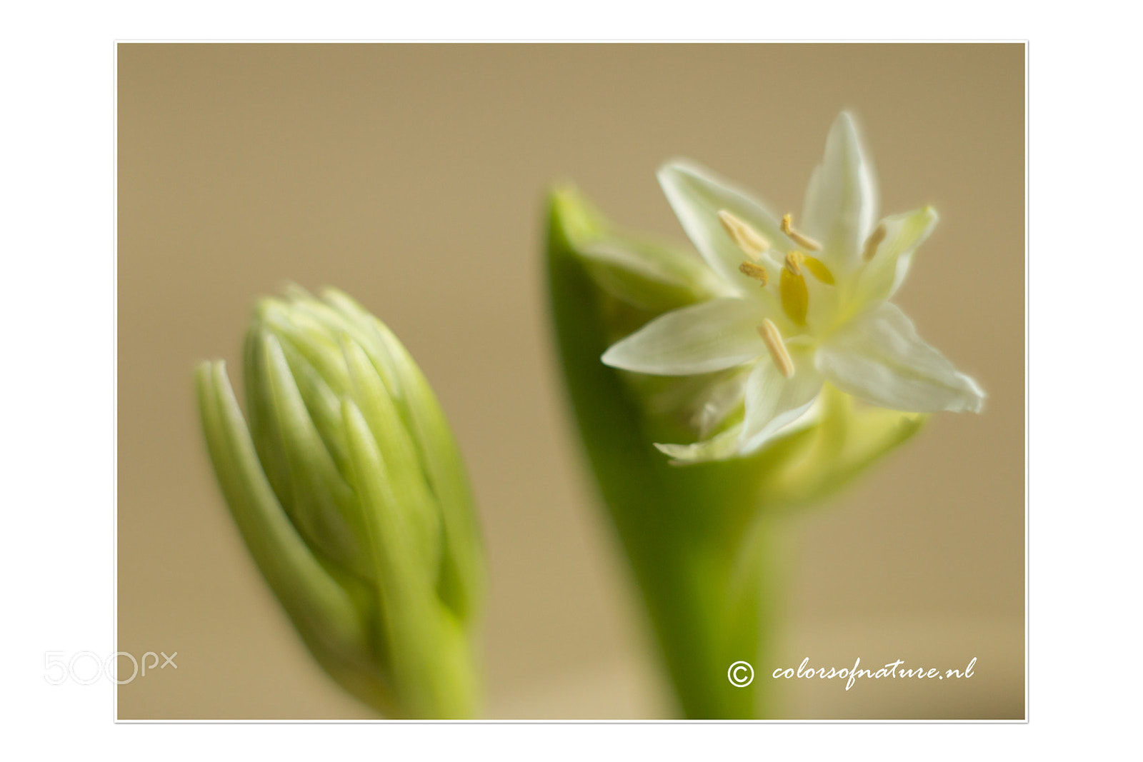 Canon EOS 70D + Canon EF 35-80mm f/4-5.6 sample photo. Little white ones photography