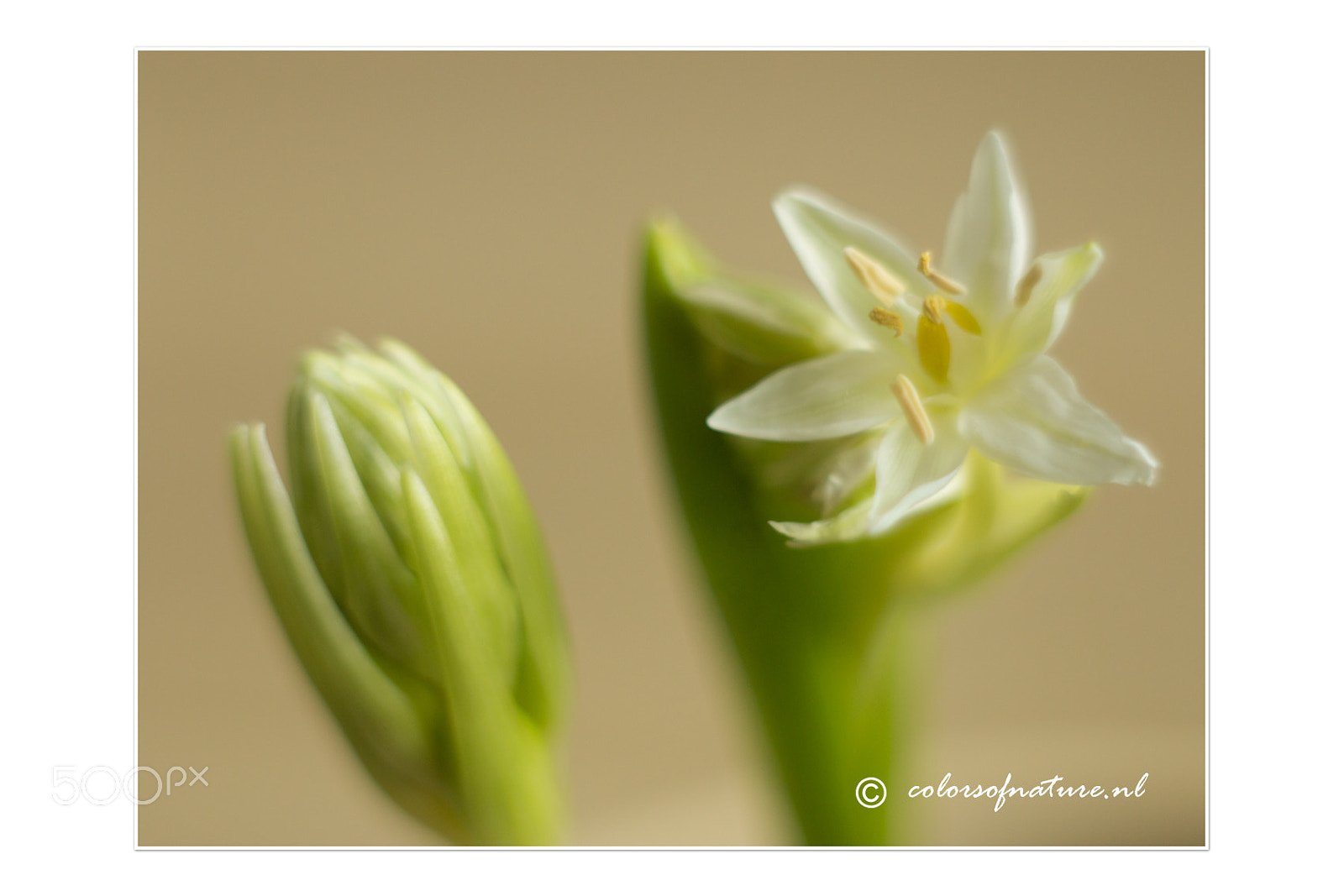 Canon EF 35-80mm f/4-5.6 sample photo. Little white ones photography