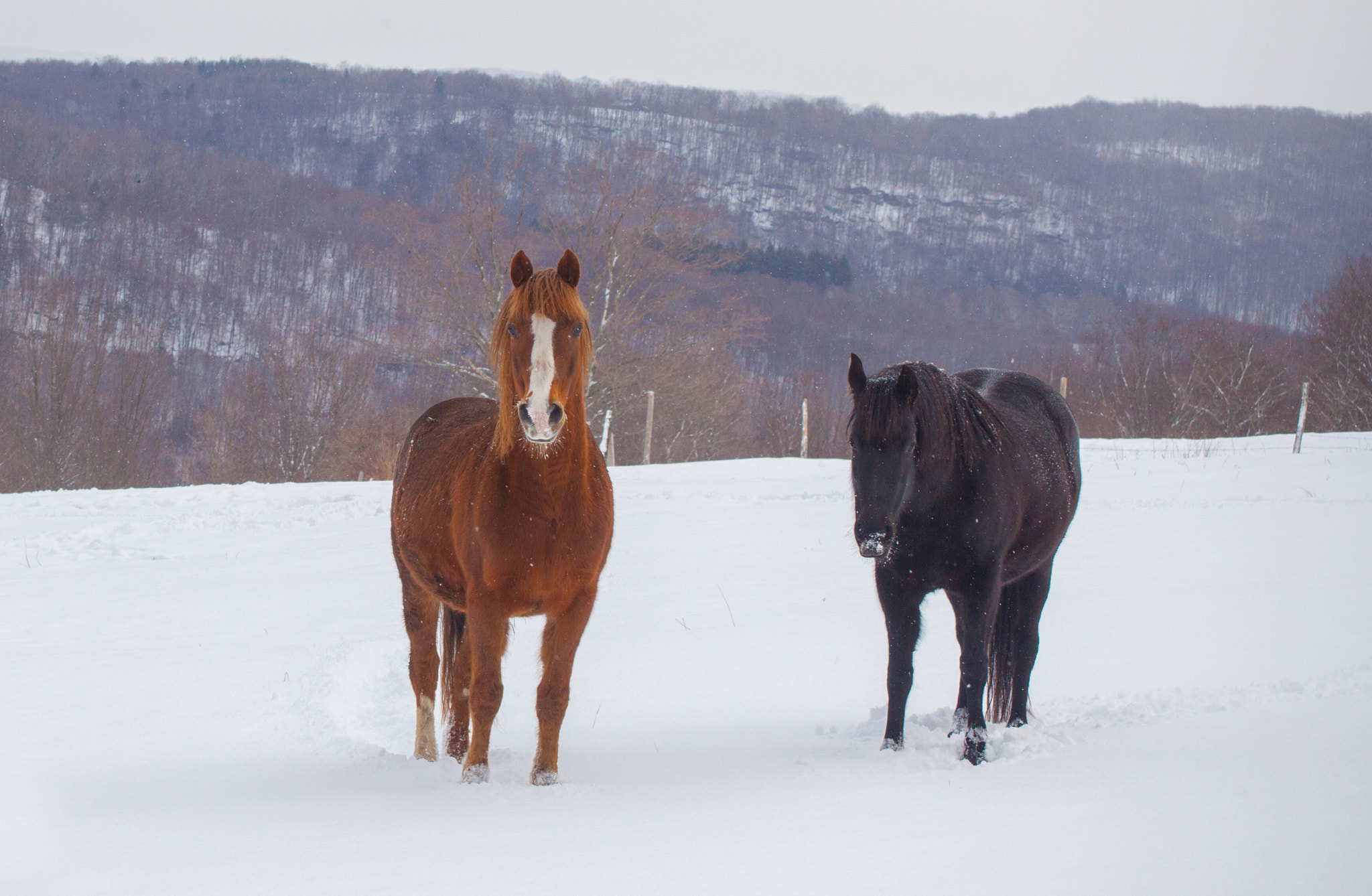Canon EOS 5D Mark II sample photo. Horses in the snow photography