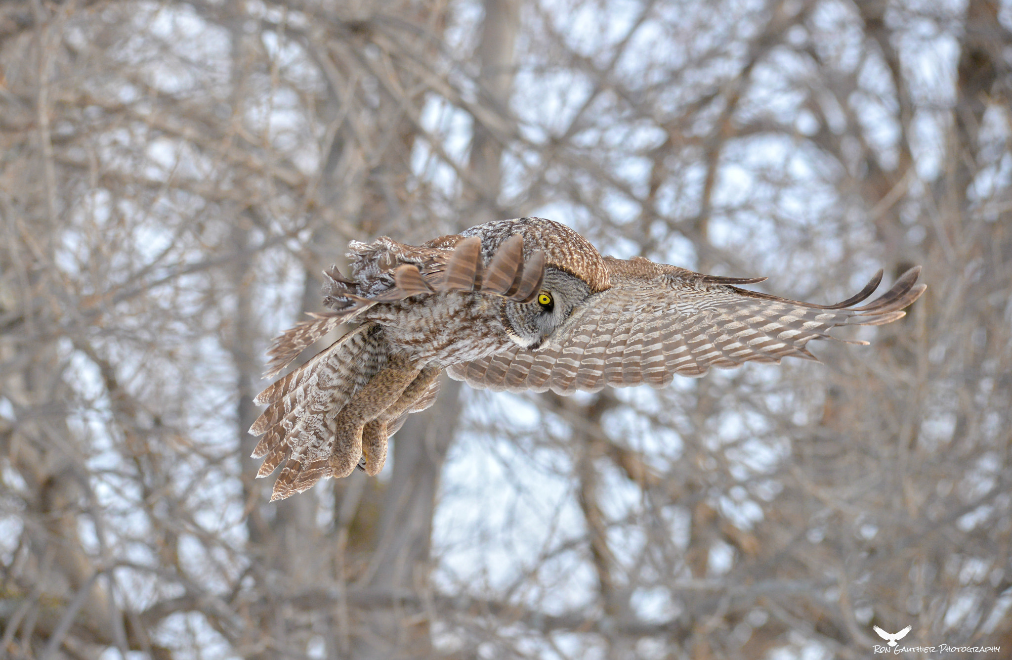 Sigma 150-500mm F5-6.3 DG OS HSM sample photo. On the hunt ! photography