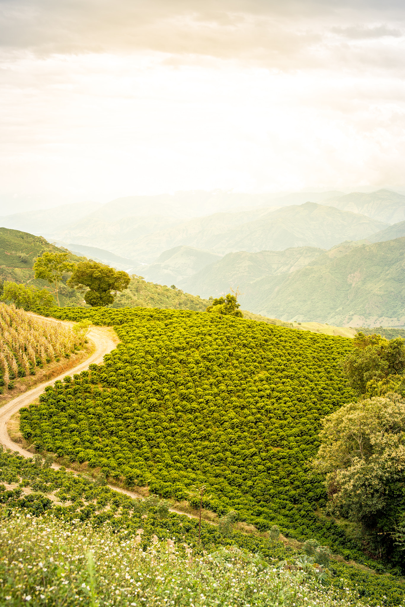 Nikon D800 + Sigma 50mm F1.4 EX DG HSM sample photo. Coffee fields of concordia, medellin photography