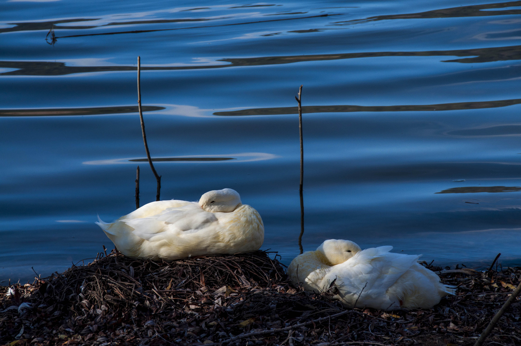 Nikon D90 + Sigma 18-200mm F3.5-6.3 II DC OS HSM sample photo. Bozdağ, gölcük, türkiye photography