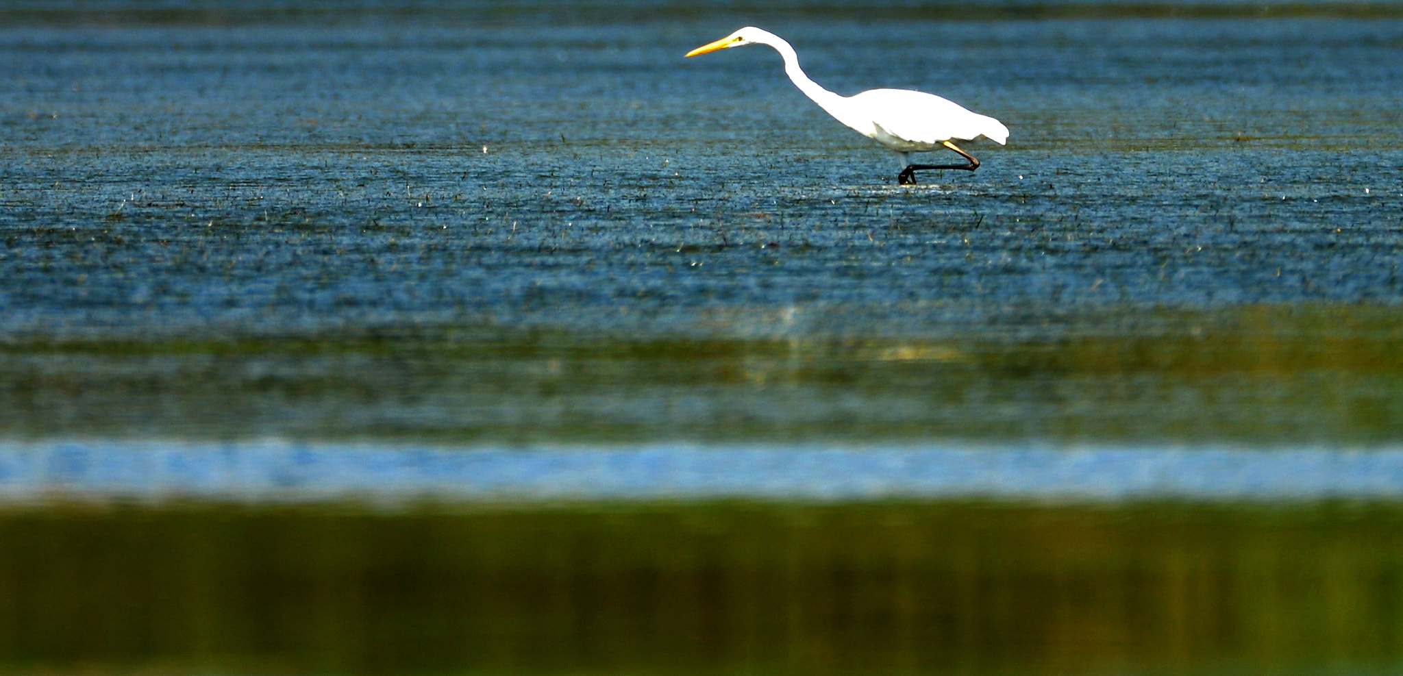 Nikon D610 sample photo. Egrets photography
