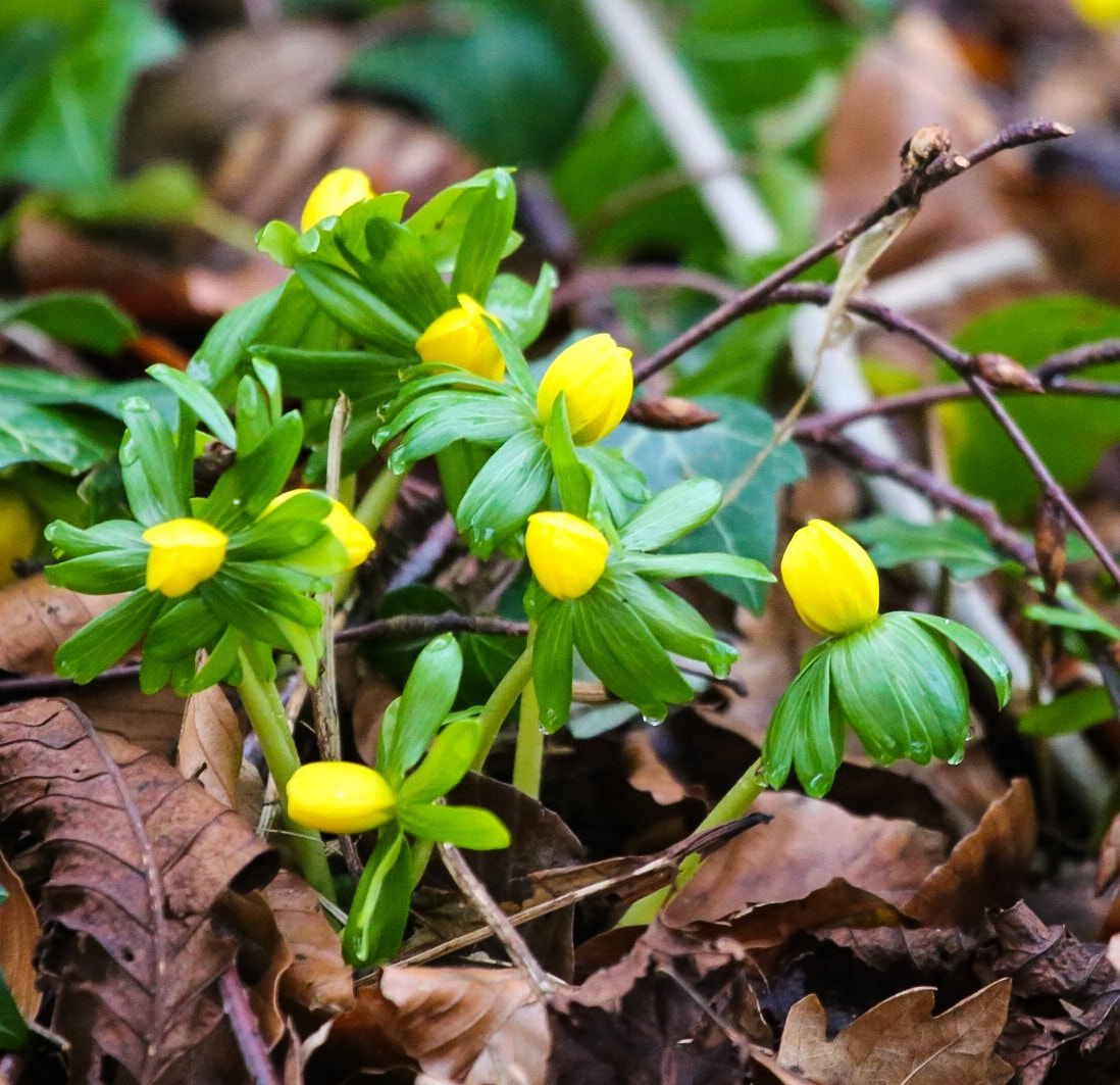 Canon EF 100-400mm F4.5-5.6L IS USM sample photo. Aconites in bud photography