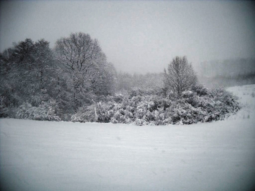 Nikon Coolpix L20 sample photo. Winter fairytale  photography