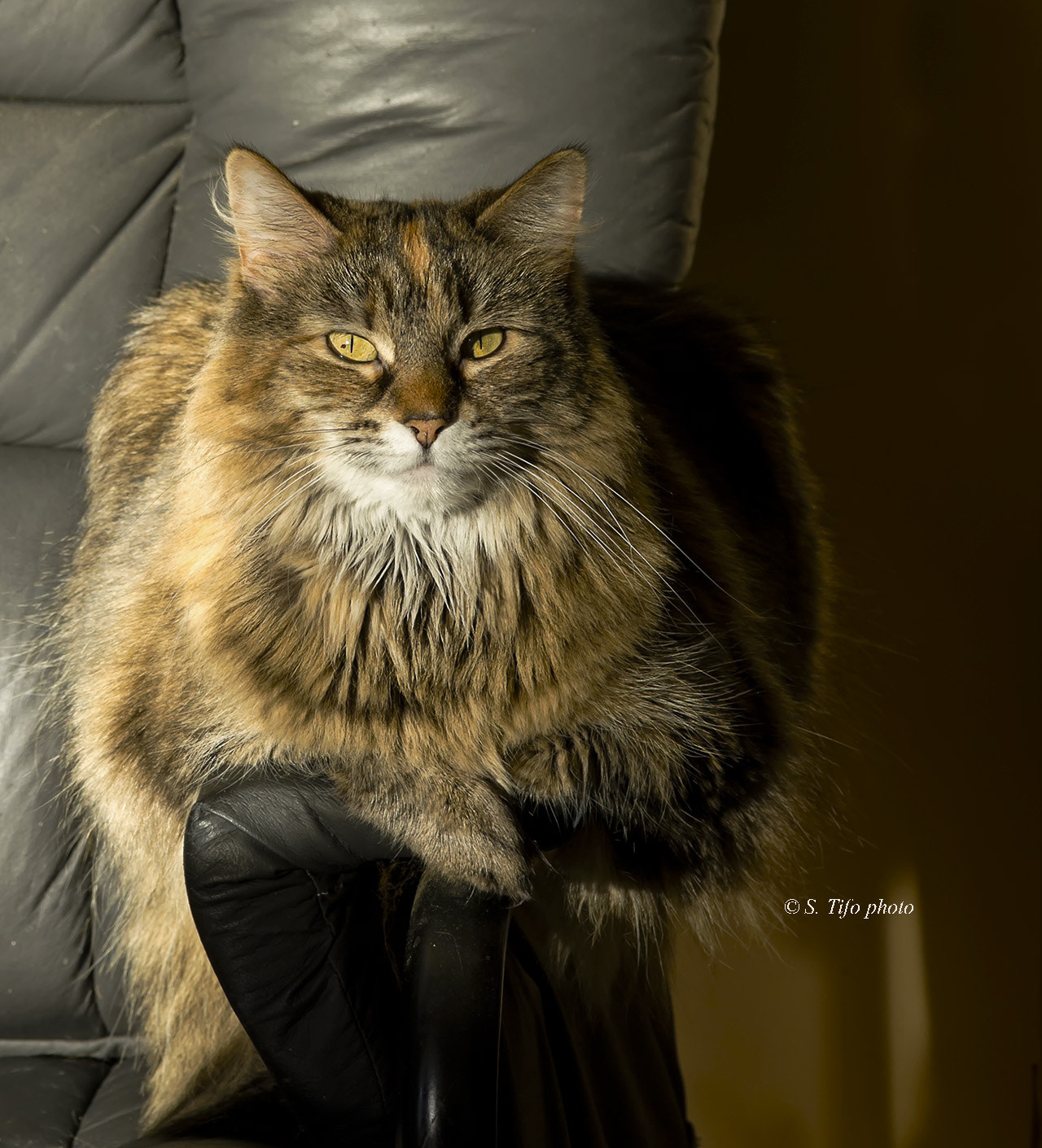 Canon EF-S 60mm F2.8 Macro USM sample photo. Morning sunbath ... photography