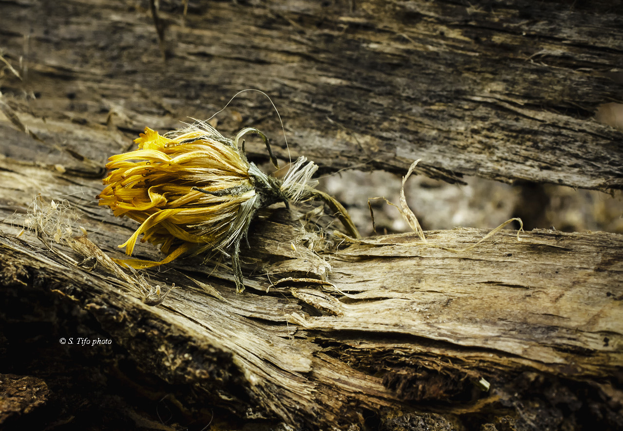 Sigma 105mm F2.8 EX DG OS HSM sample photo. Old flower and texture ... photography