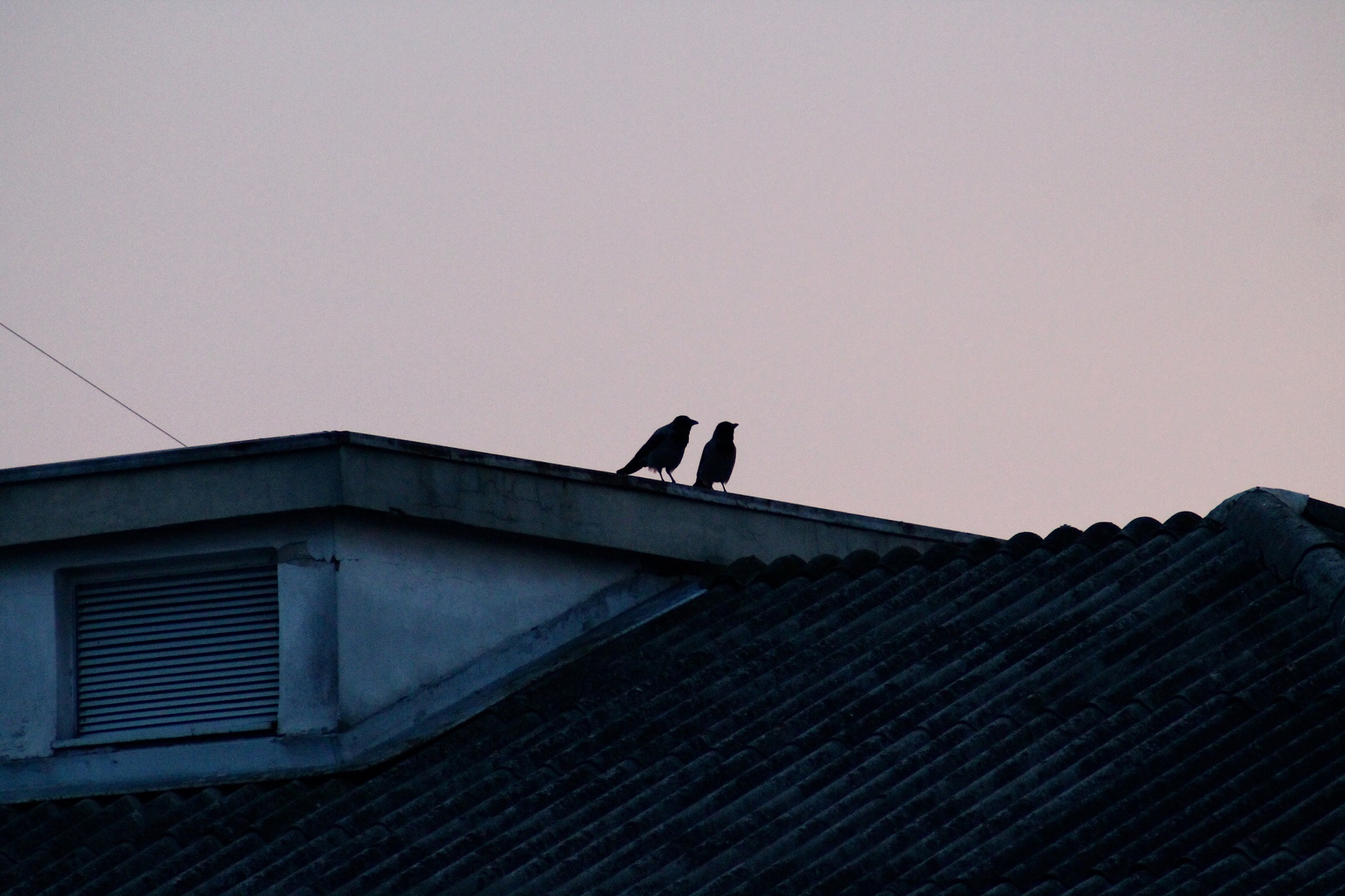 Canon EOS 1100D (EOS Rebel T3 / EOS Kiss X50) sample photo. Tuesday love photography