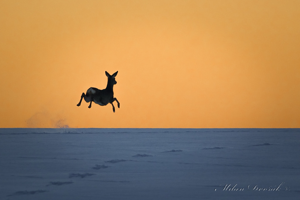 Canon EOS 7D Mark II + Canon EF 300mm F2.8L IS USM sample photo. Fly over the snow-covered plains photography