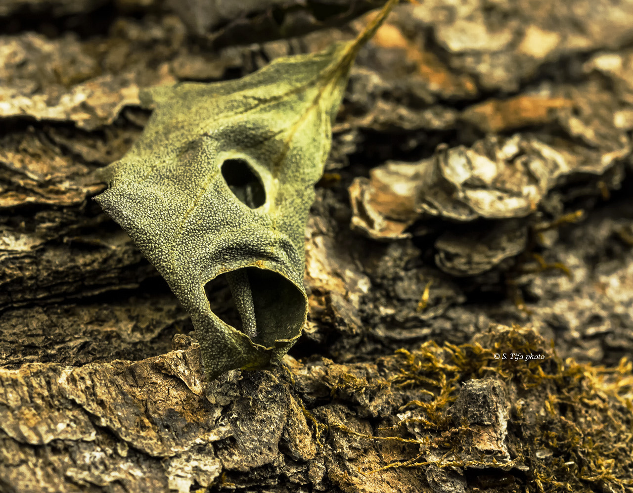 Sigma 105mm F2.8 EX DG OS HSM sample photo. Strange leave ...... photography