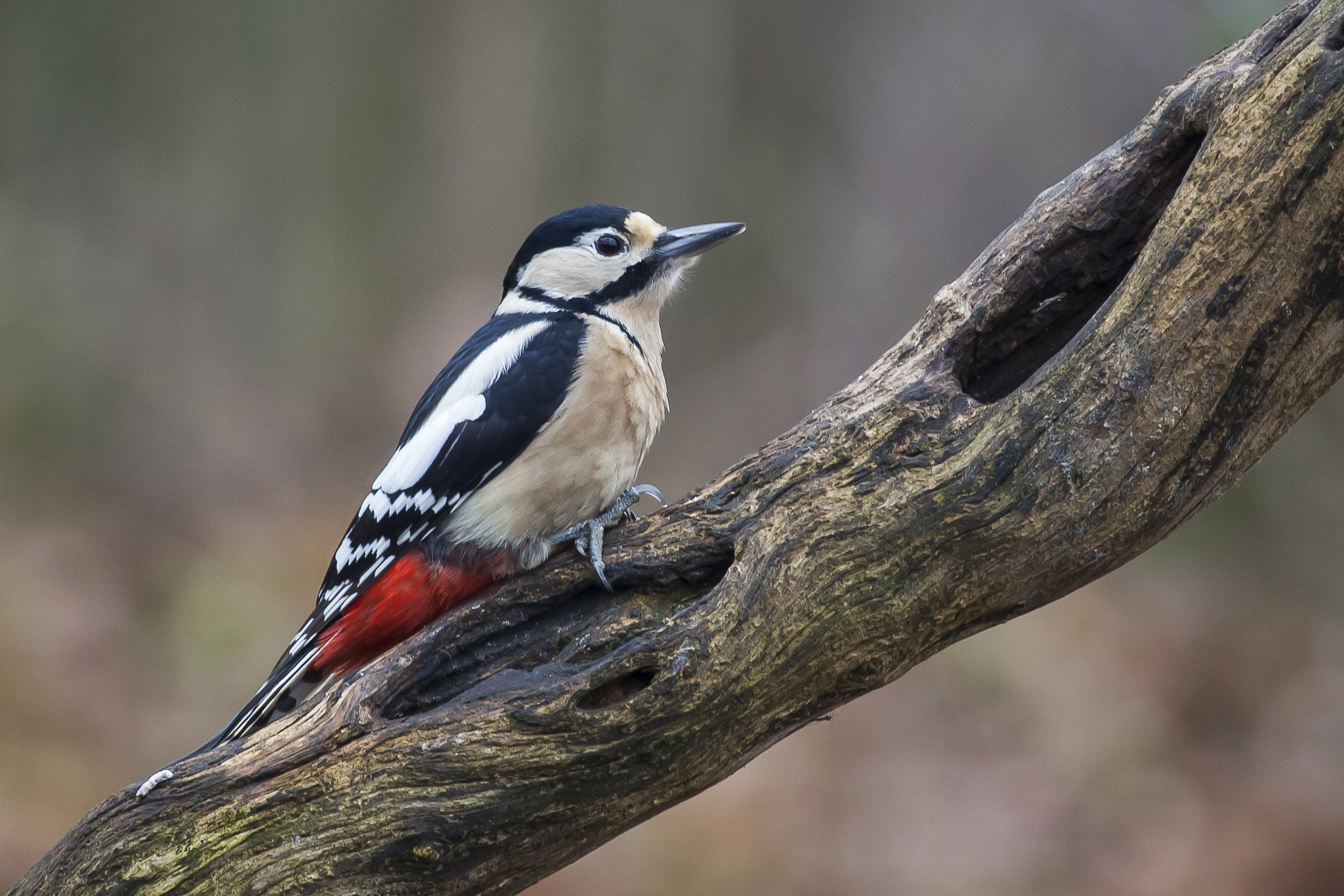 Canon EOS 5D Mark II sample photo. Great spotted woodpecker photography