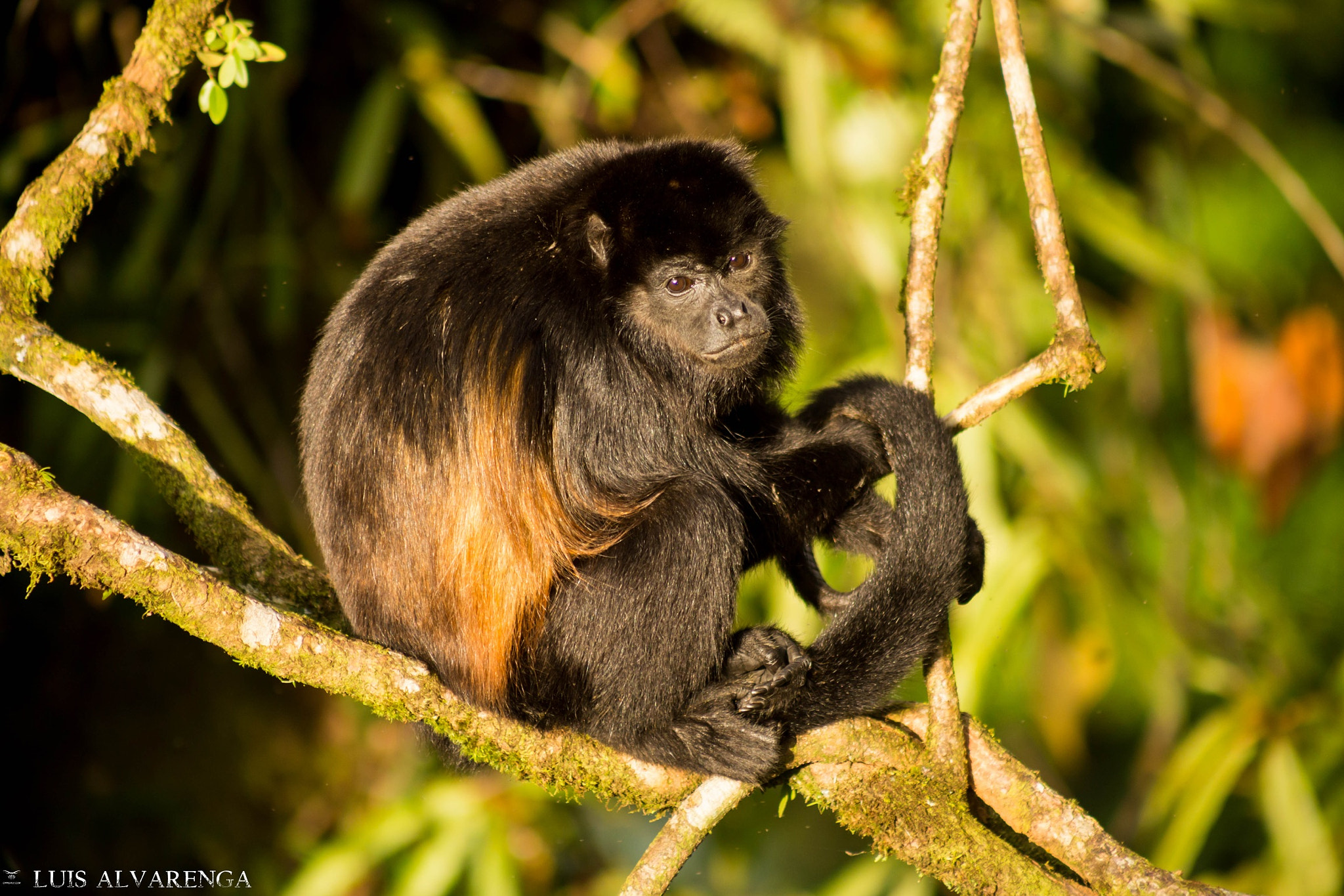 Canon EOS 6D + EF75-300mm f/4-5.6 sample photo. Hawler monkey relax photography