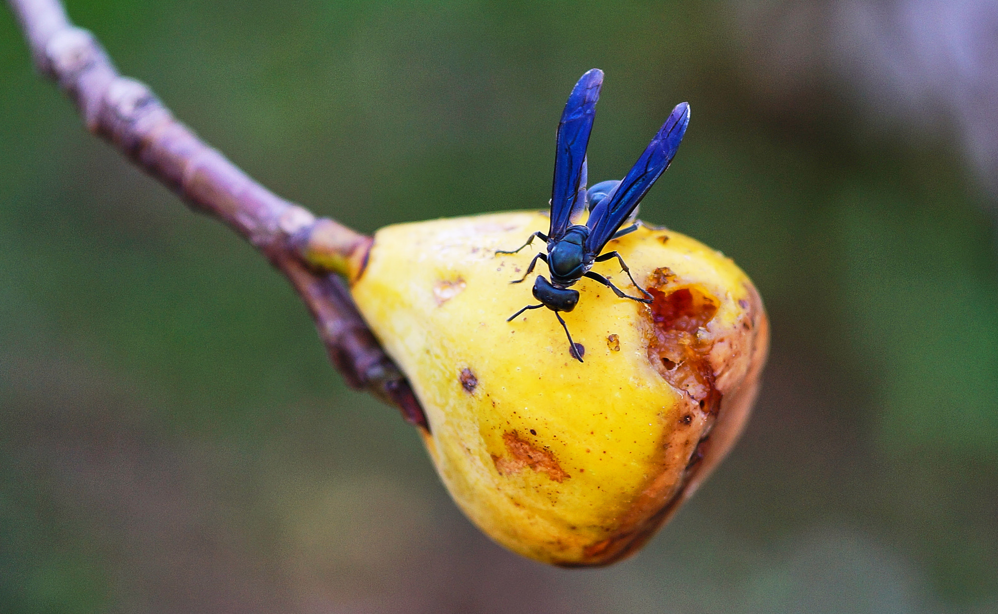 Sony Alpha a3000 + E 60mm F2.8 sample photo. Fig wasp photography