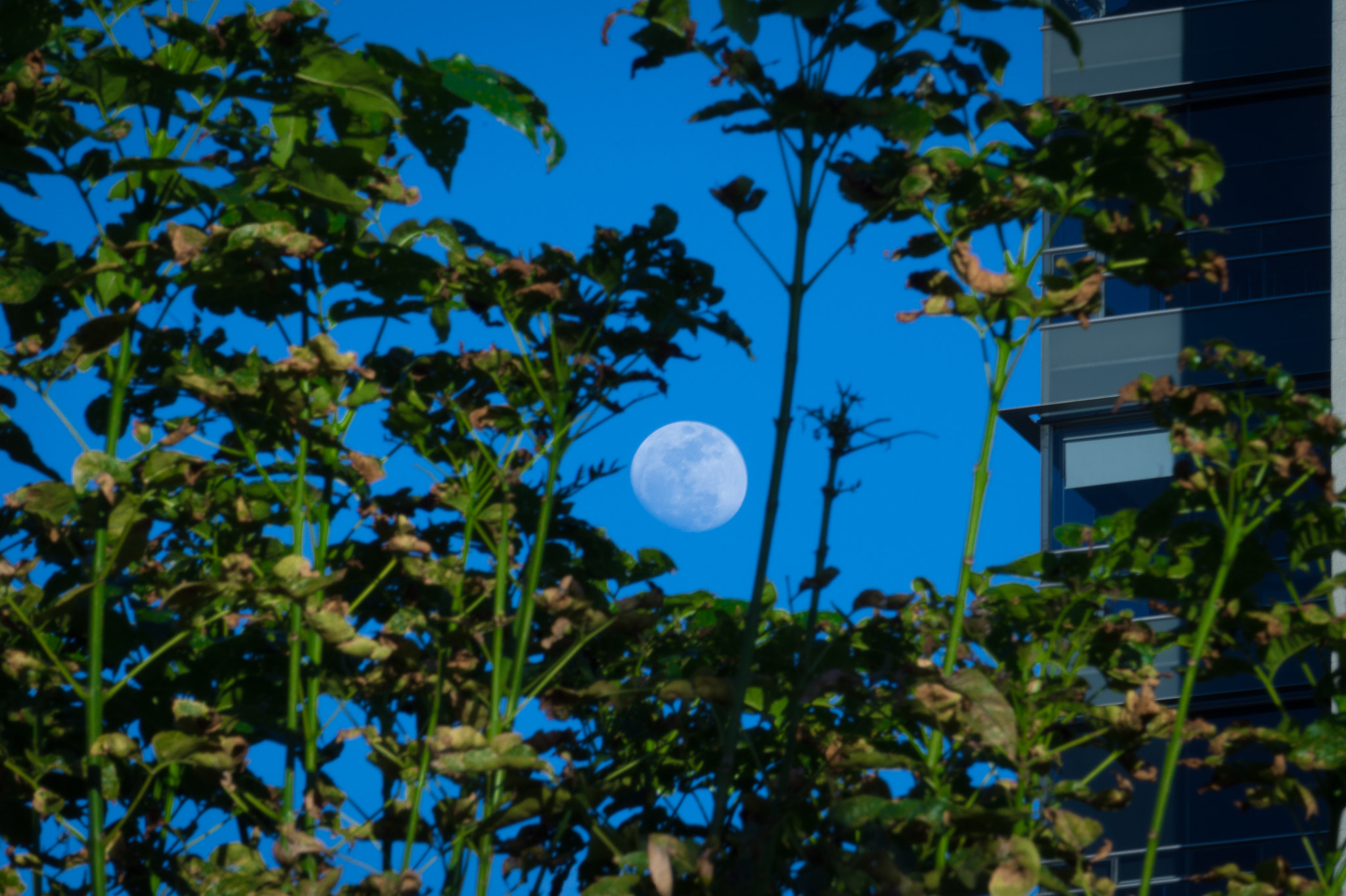 Sony Alpha a3000 sample photo. Moon hidden photography