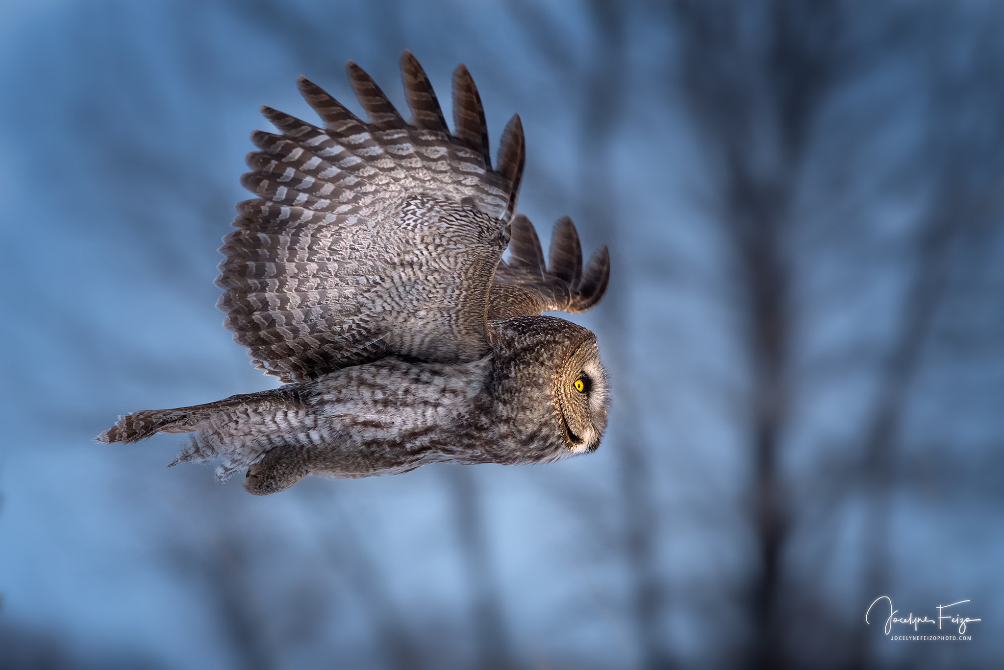 Nikon D750 + Nikon AF-S Nikkor 300mm F4D ED-IF sample photo. Great grey owl photography