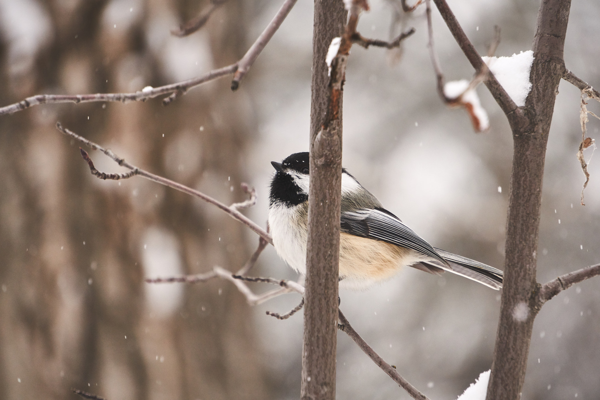 Sony a6500 sample photo. Black-capped chickadee in winter photography