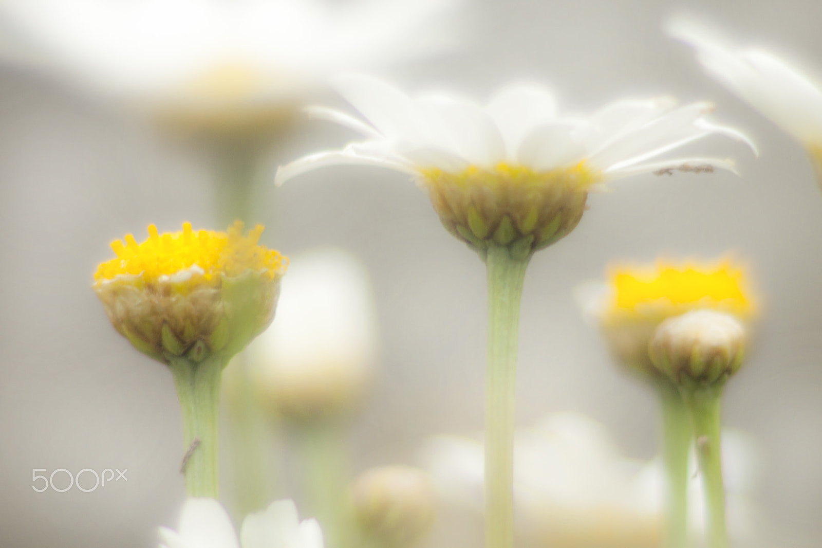 Canon EF 35-80mm f/4-5.6 sample photo. Angeles photography