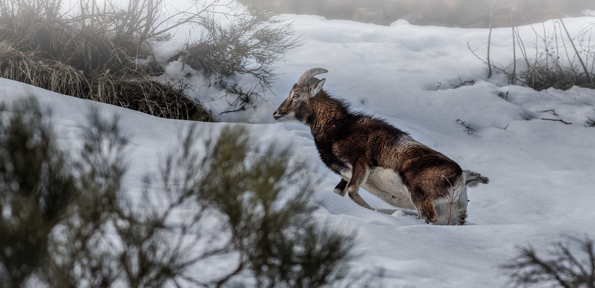 Canon EOS-1D X + Canon EF 400mm F5.6L USM sample photo. Mouflon dans la neige . photography