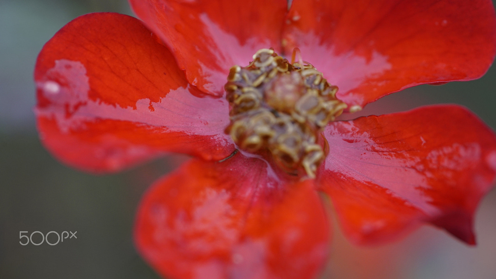 Sony a7S II + Sony FE 90mm F2.8 Macro G OSS sample photo. I'm outta of my head when you're not around photography