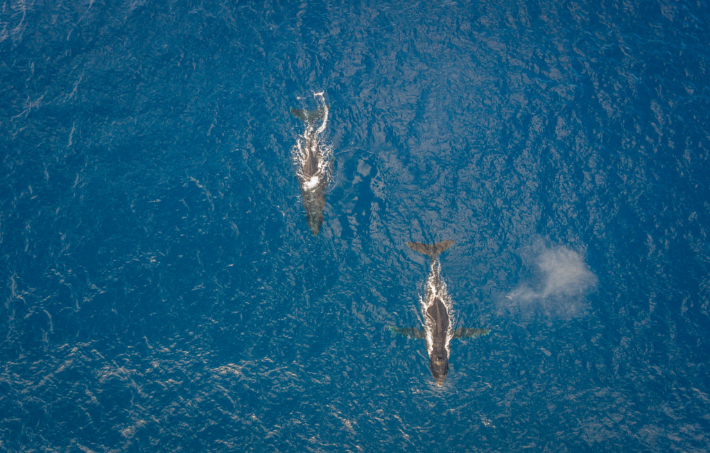 Aerial view of two Humpback Whales by Kelly Headrick on 500px.com
