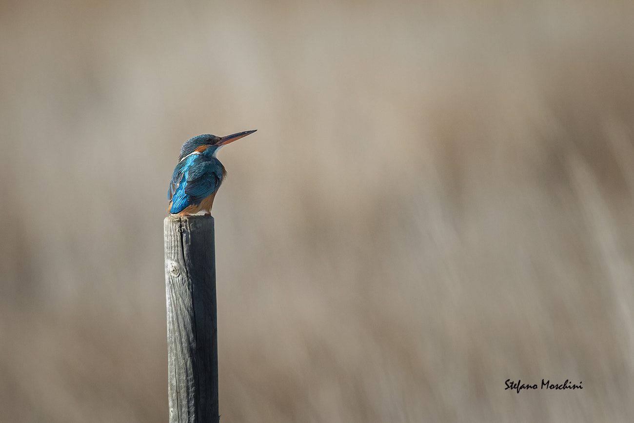 Canon EF 500mm f/4.5L sample photo. Martin pescatore photography