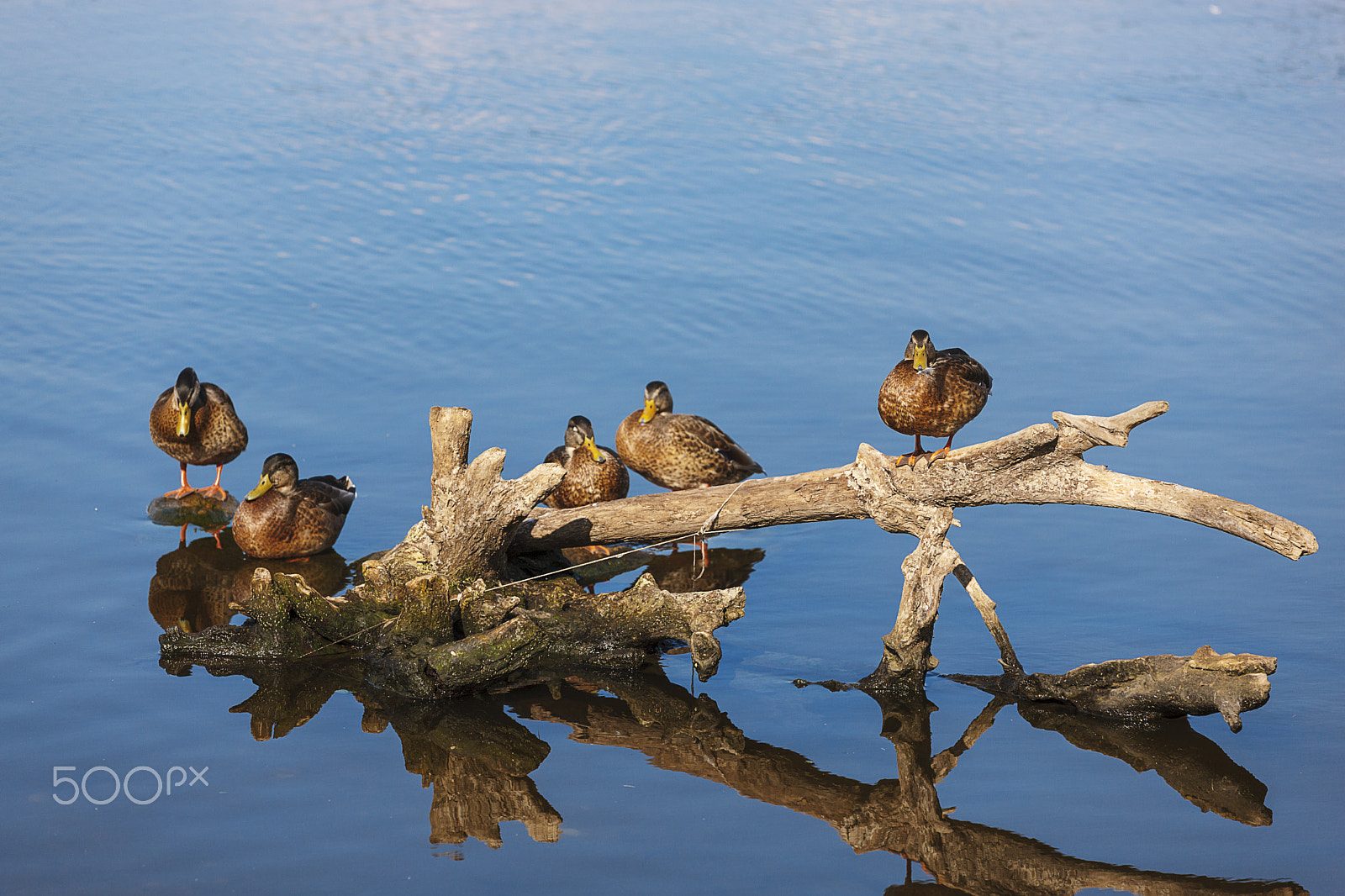 Canon EOS-1Ds Mark III sample photo. Ducks photography