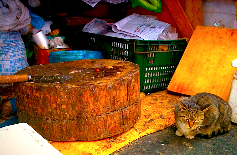 Apple iPhone 3GS sample photo. Cat at the fish shop photography