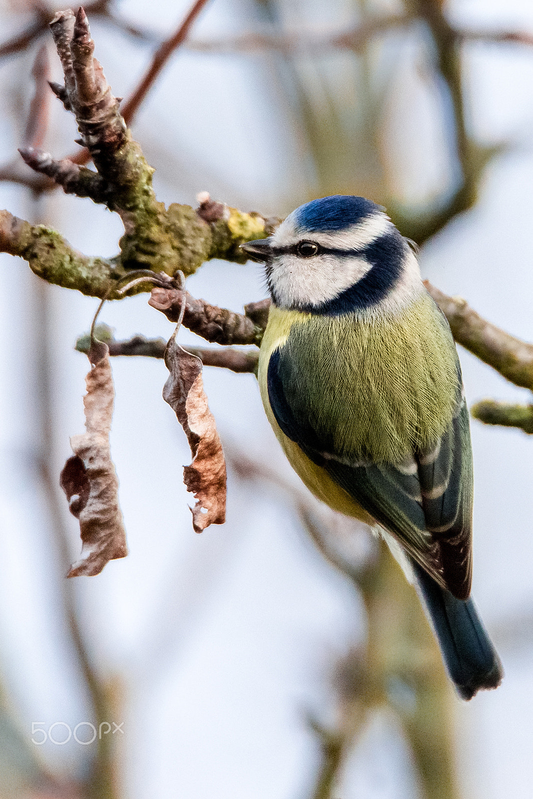 Canon EOS-1D X sample photo. Blue tit on a branch photography