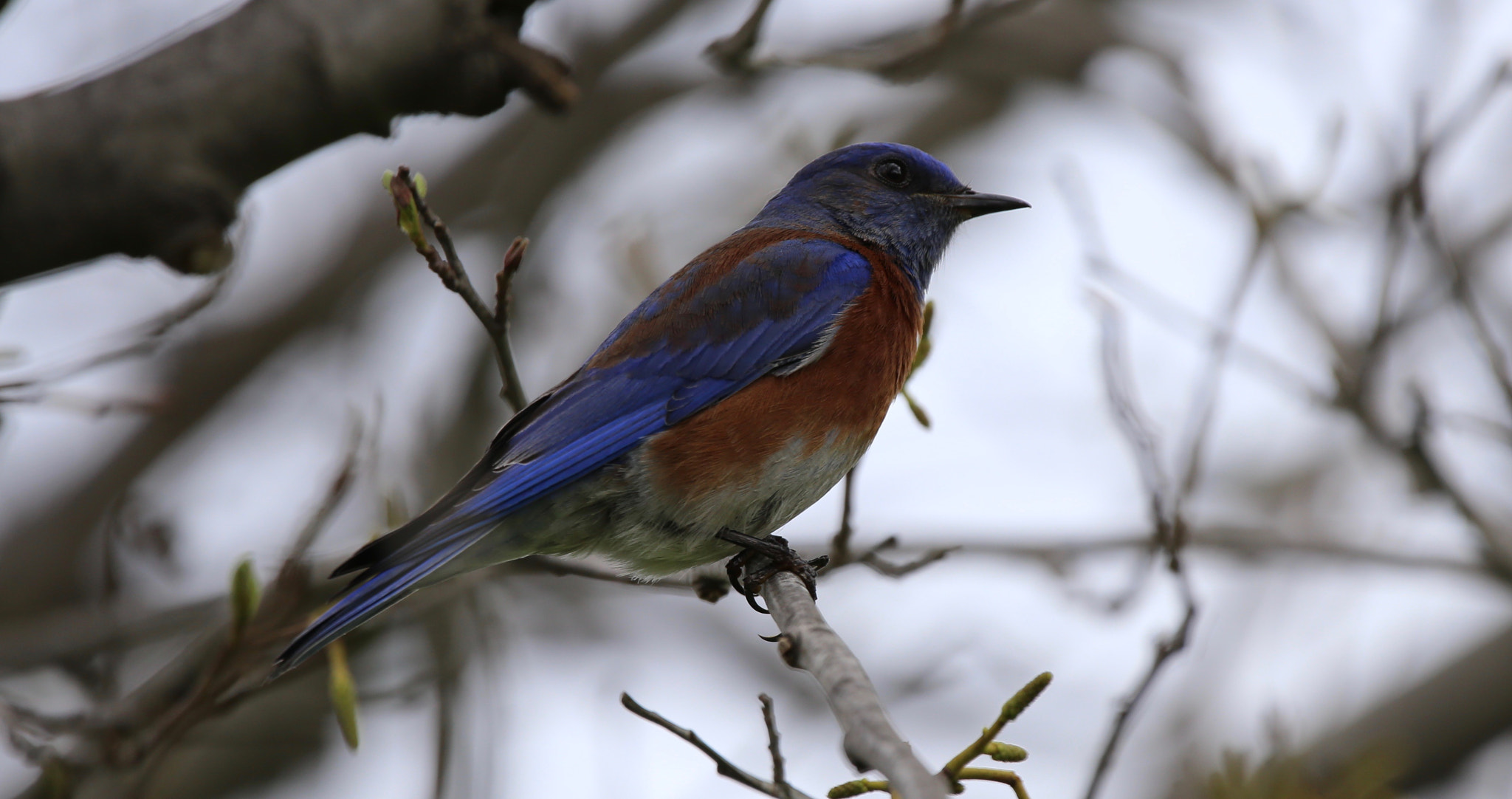 Sigma 150mm f/2.8 EX DG OS HSM APO Macro sample photo. Blue bird photography