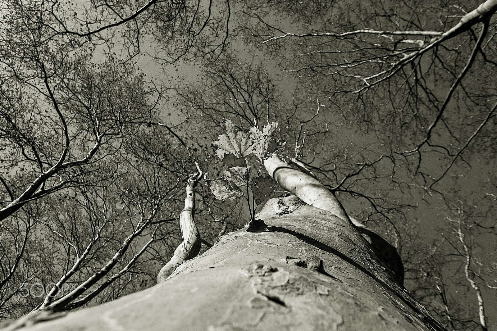 Canon EOS 500D (EOS Rebel T1i / EOS Kiss X3) sample photo. Remains of autumn. photography